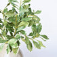 21.5" Faux Real Touch Variegated Green Pittosporum Spray Stem