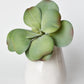 6" Faux Green\Gray Kalanchoe Succulent Pick