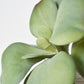 6" Faux Green\Gray Kalanchoe Succulent Pick
