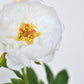 22" Faux White Peony Stem