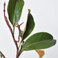 26" Faux Magnolia Leaf Branch Stem