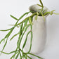 23" Faux Hanging Pencil Cactus Succulent Bush