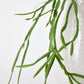 23" Faux Hanging Pencil Cactus Succulent Bush