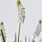 12.5" Faux White Muscari Bush Grape Hyacinth