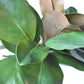 18" Faux Magnolia Leaf Bundle