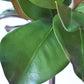18" Faux Magnolia Leaf Bundle