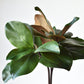 18" Faux Magnolia Leaf Bundle