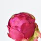 18" Faux Peony Bud Stem Fuchsia
