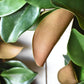 27" Faux Magnolia Leaf Wreath