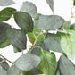 24" Faux Eucalyptus Leaf Stem