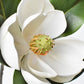 24" Faux Magnolia Blossom Stem