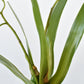 16" Faux Mini Orchid Stem with Leaves and Roots