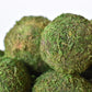 3" Moss Balls (set of 6)