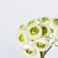 10.5" Faux White + Green Ranunculus Stem Bundle