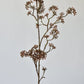 38" Faux Brown Sedum Berry Branch