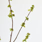 40" Faux Budding Branch Stem