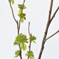 40" Faux Budding Branch Stem