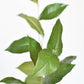 36" Faux Lemon Leaf Branch Stem