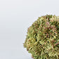 4" Faux Green Sedum Ball