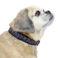 cuteNfuzzy® Collar acolchado ajustable con estampado para perro con garantía