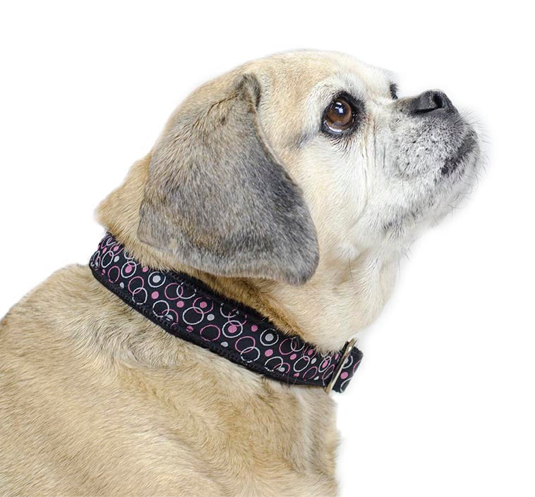 cuteNfuzzy® Collar acolchado ajustable con estampado para perro con garantía