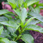 Longevity Spinach (Gynura procumbens)