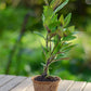 Longevity Spinach (Gynura procumbens)