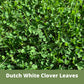 Dutch White Clover Easy Spread Shaker