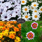 Daisy Seed Collection – Shasta, Cape, Painted & African Flake Daisies for Pollinator & Cut Flower Gardens