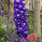 500 Purple ROCKET LARKSPUR DELPHINIUM Ajacis Consolida Flower Seeds