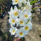 Dendrobium Sunny Egg Orchid | White & Yellow Fragrant Orchid | Live Potted Orchid Plant | Rare Orchid | Only one available
