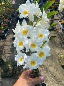 Dendrobium Sunny Egg Orchid | White & Yellow Fragrant Orchid | Live Potted Orchid Plant | Rare Orchid | Only one available