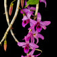 Dendrobium Anosmum Purple Orchid mounted on a cedar shingle (not in bloom). She has long lasting fragrant purple blooms in the spring!