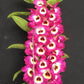 Fragrant Dendrobium Nobile Orchid Red Army Hybrid - Vibrant fragrant red blooms