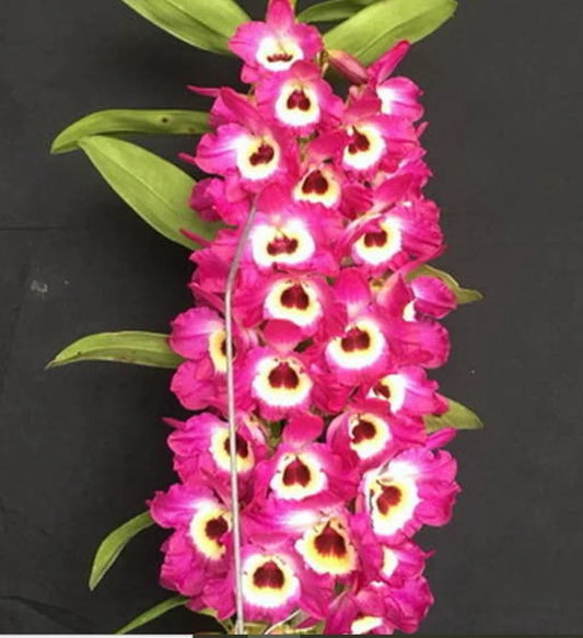 Fragrant Dendrobium Nobile Orchid Red Army Hybrid - Vibrant fragrant red blooms