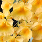 A Dendrobium Aggregatum Orchid does not produce tall canes but instead has short, thick, spindle-shaped pseudobulbs – the thick, bulb-like stems that store water – clumped closely together at the bases. The yellow colored blooms deepen as the flowers age. The flowers have a faint, beeswax- or honey-like fragrance which is most pronounced in the early morning and early evening.