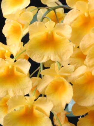 A Dendrobium Aggregatum Orchid does not produce tall canes but instead has short, thick, spindle-shaped pseudobulbs – the thick, bulb-like stems that store water – clumped closely together at the bases. The yellow colored blooms deepen as the flowers age. The flowers have a faint, beeswax- or honey-like fragrance which is most pronounced in the early morning and early evening.