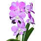 Dendrobium Emma Queen