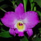 Dendrobium Lovely Virgin # 7 h00404