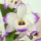 Dendrobium (Sachi x crystallinum) x Dend. nobile