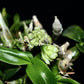 Dendrobium constrictum