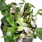 Dendrobium constrictum
