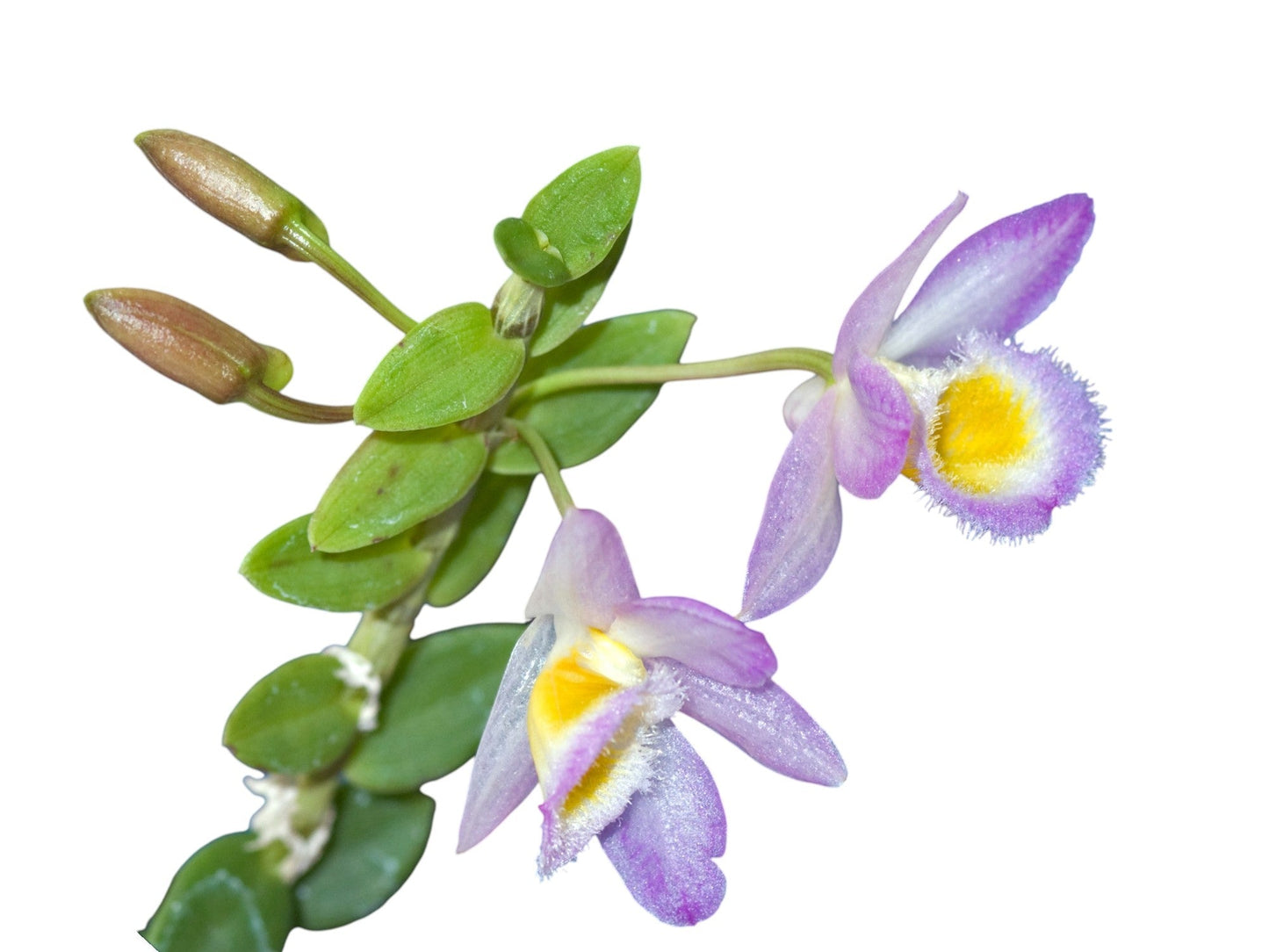Dendrobium Loddigesii - this charming miniature orchid species is renowned for its delicate beauty and compact growth habit
