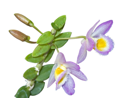 Dendrobium Loddigesii - this charming miniature orchid species is renowned for its delicate beauty and compact growth habit