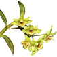 Dendrobium catenatum