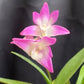 Compact Dendrobium KIngianum 'Pink' Orchid NBS potted - not in bloom! Fragrant and long-lasting blooms!