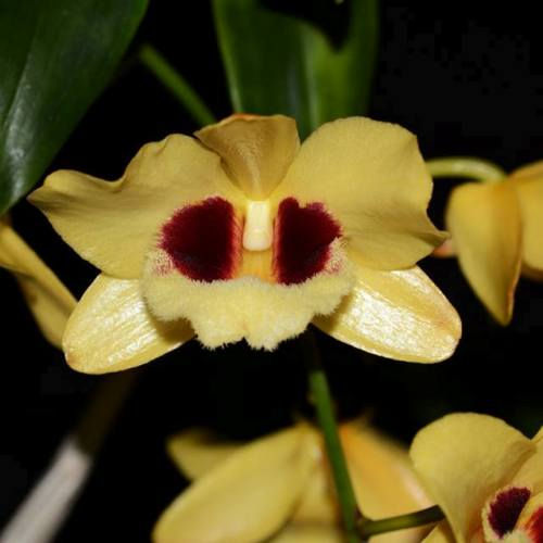 Dendrobium Gatton Sunray is an award-winning hybrid soft cane dendrobium. A cross between Dendrobium Pulchellum × Dendrobium Illustre, A primary hybrid that produces a brilliant display of flowers. This hybrid blooms in spring, with bright yellow flowers.&nbsp;
&nbsp;