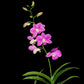 Dendrobium Emma Queen