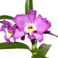 Dendrobium Lovely Virgin # 7 h00404