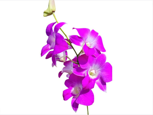 Dendrobium Princess Amy - this hybrid combines reliable flowering habits with graceful blooms